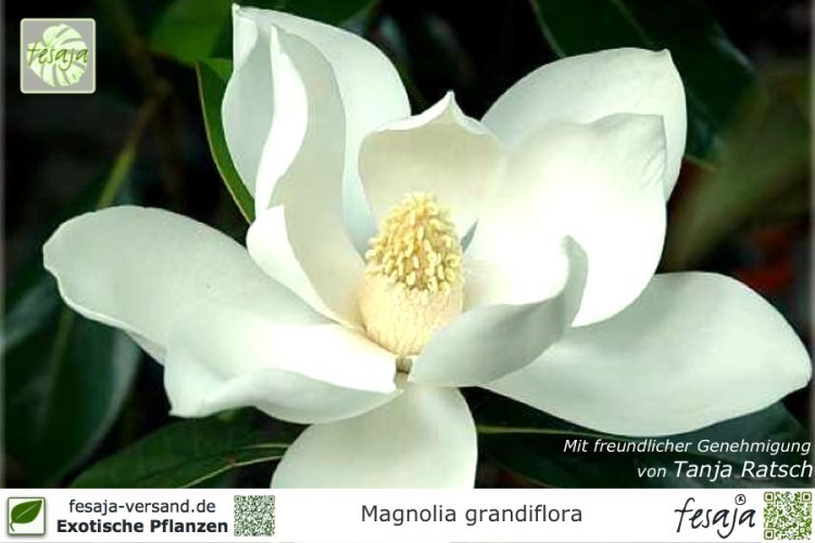 Magnolia grandiflora Pflanzen