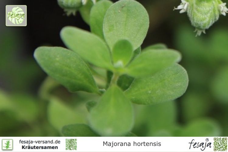 Majorana hortensis