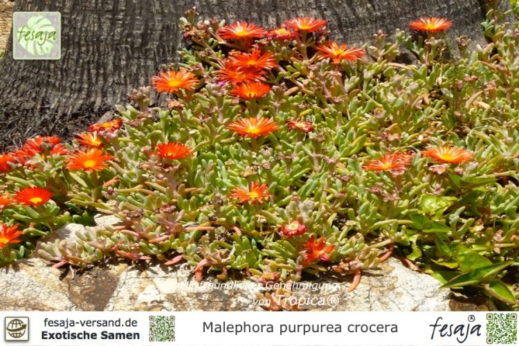 Malephora purpurea crocera