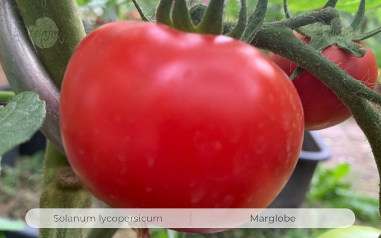 Marglobe · Tomaten · Samen