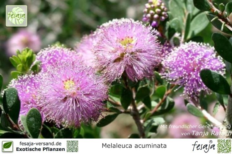 Melaleuca acuminata Pflanzen