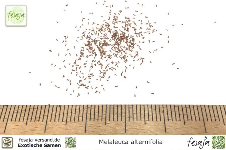 Melaleuca alternifolia Samen