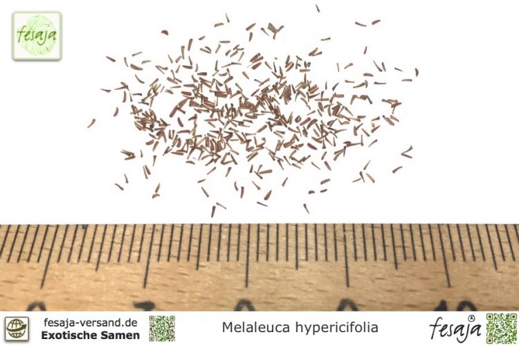 Melaleuca hypericifolia Samen