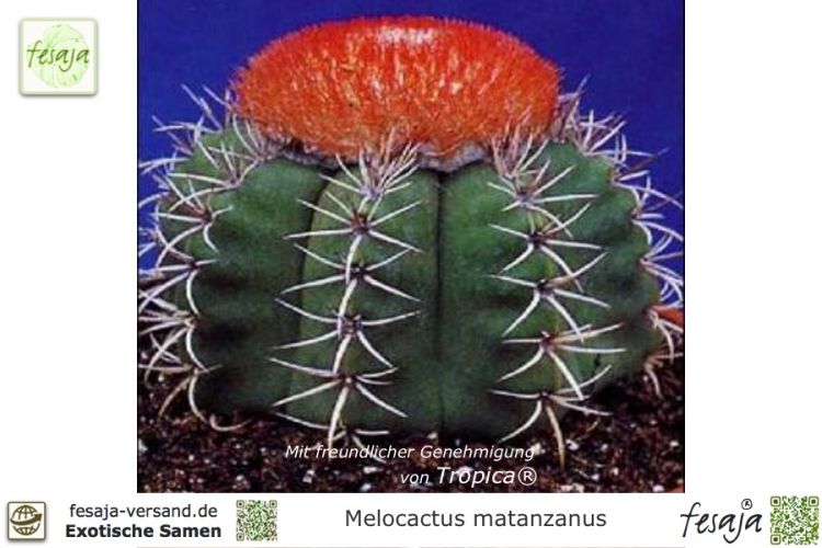 Melocactus matanzanus Samen