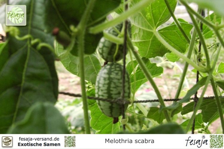 40 Samen Melothria trilobata Seedeo® Mexikanische Minigurke 