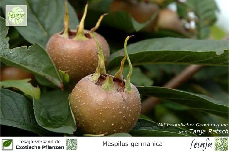Mespilus germanica Pflanzen
