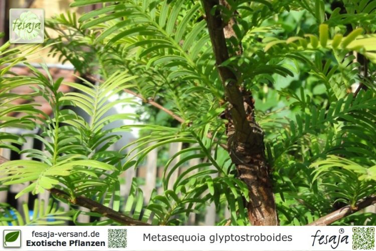 Metasequoia glyptostroboides Pflanzen