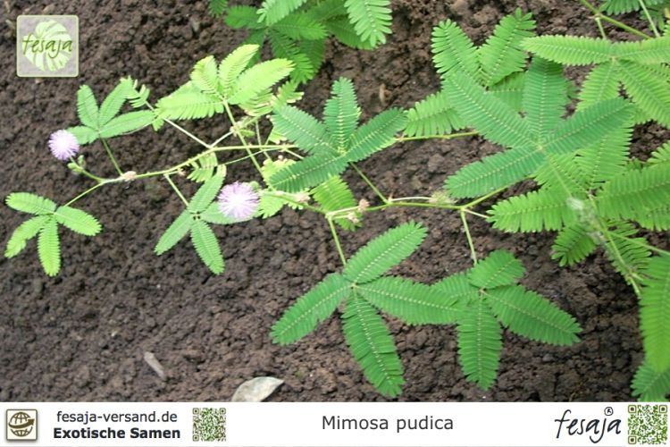Echte Mimose, Sinnespflanze (Mimosa pudica)