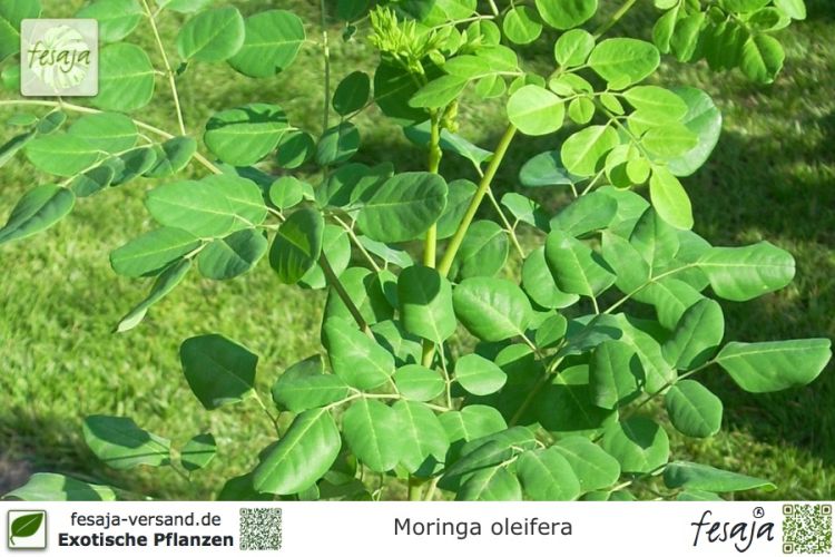 Moringa oleifera Pflanzen