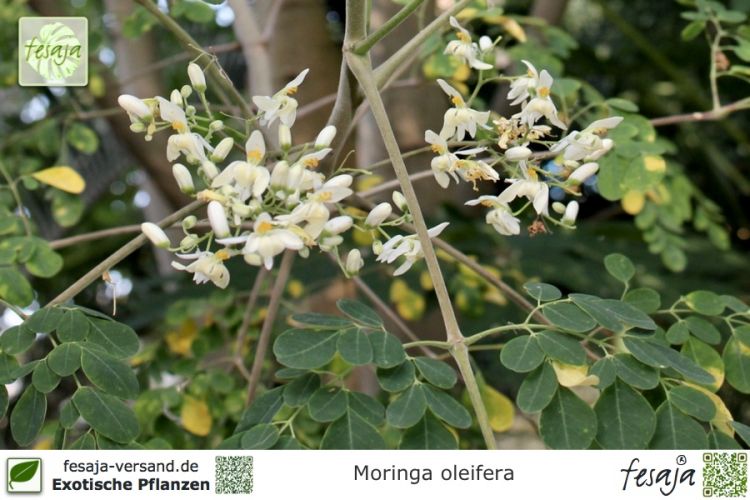 Moringa oleifera Pflanzen
