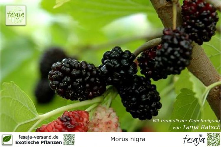 Morus nigra Pflanzen