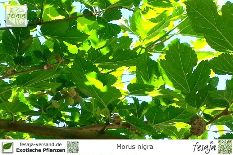 Morus nigra Pflanzen