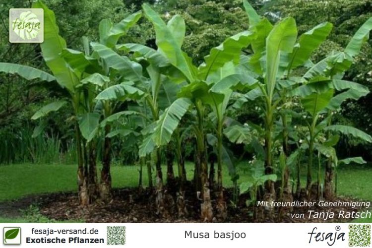 Musa basjoo Pflanzen