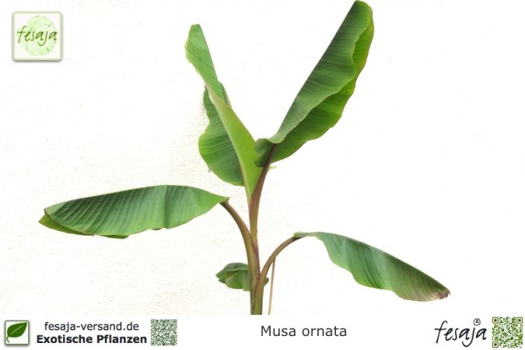 Musa ornata Pflanzen