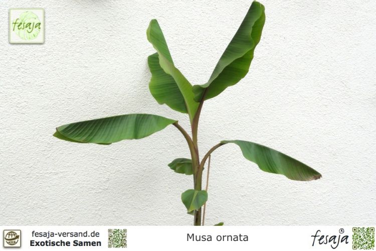 Musa ornata