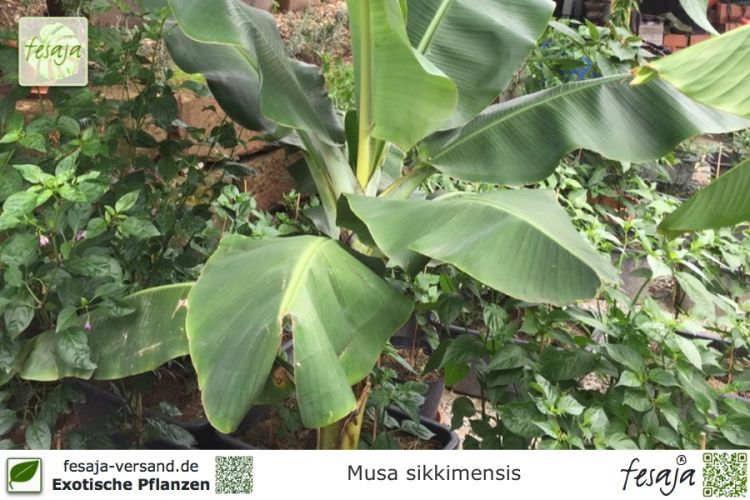 Musa sikkimensis Pflanzen