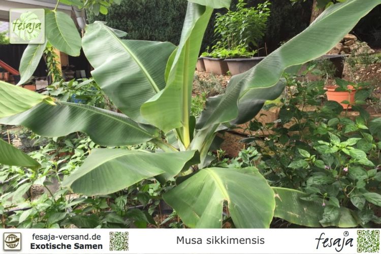 5 Samen Bananenbaum Musa ensete ca