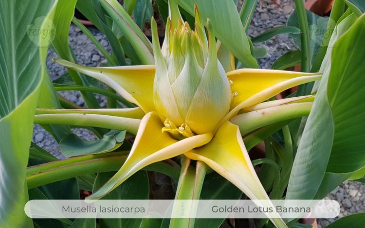 Musella lasiocarpa, Golden Lotus Banana