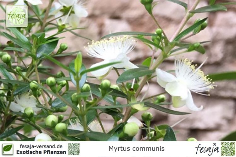 Myrtus communis Pflanzen