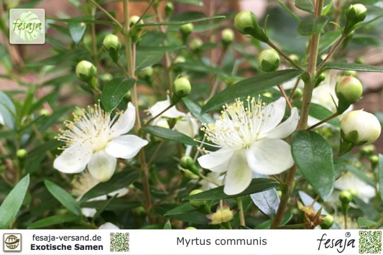 Myrtus communis