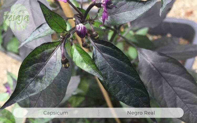 Negro Real, Capsicum, Chili