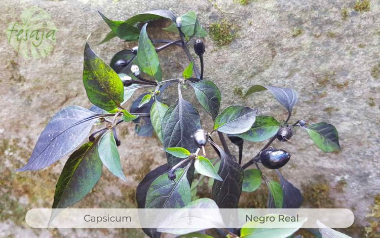 Negro Real, Capsicum, Chili