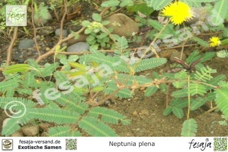 Neptunia oleracea (N.plena)