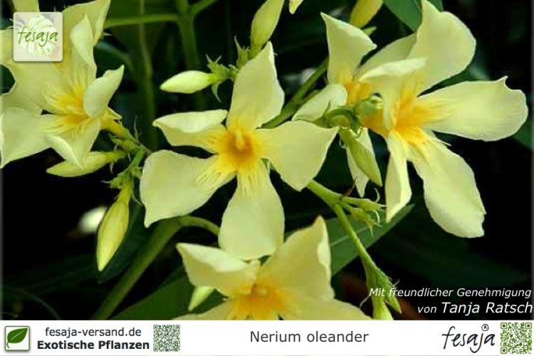 Nerium oleander Pflanze gelb