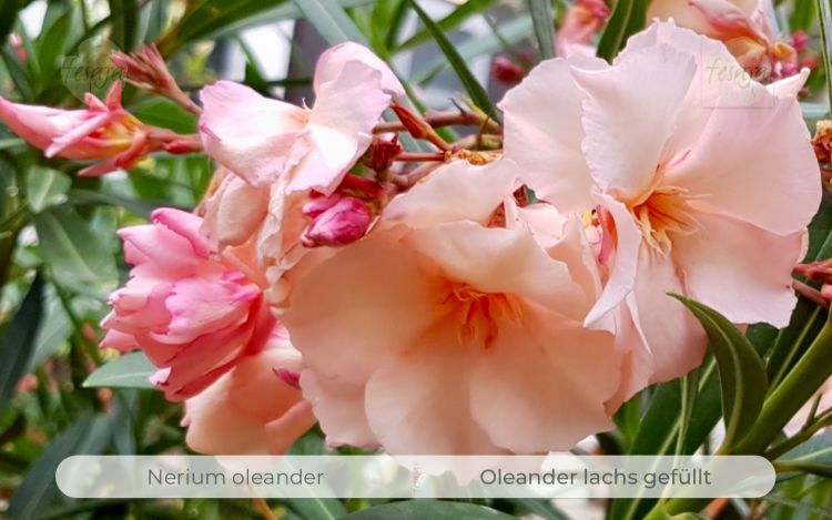 Nerium oleander Pflanze lachs gefüllt