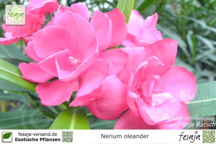 Nerium oleander Pflanze rosa gefüllt