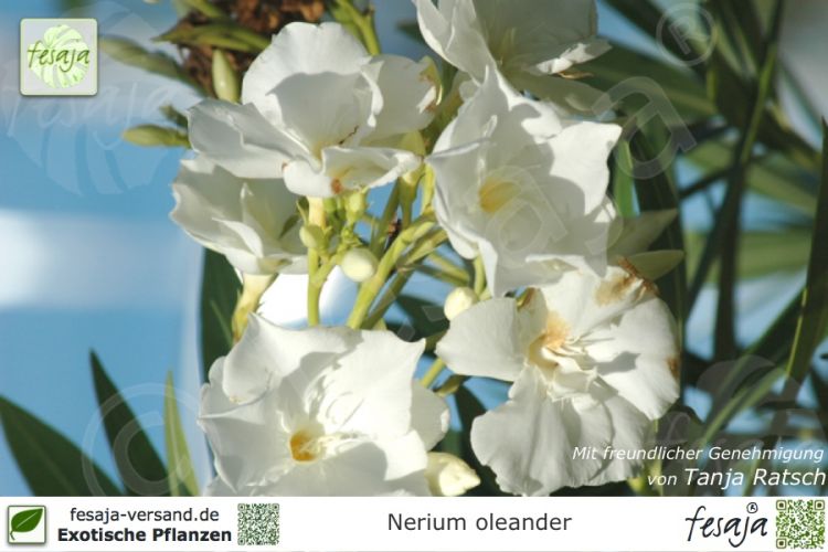 Nerium oleander Pflanze weiß gefüllt