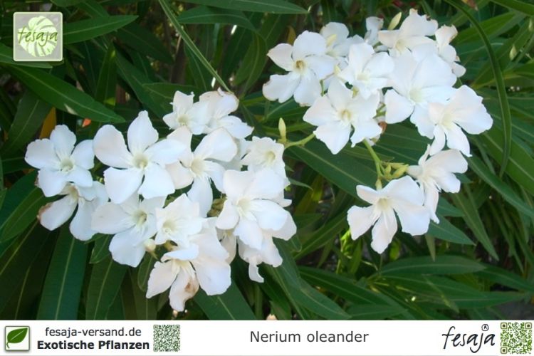 Nerium oleander Pflanze weiß