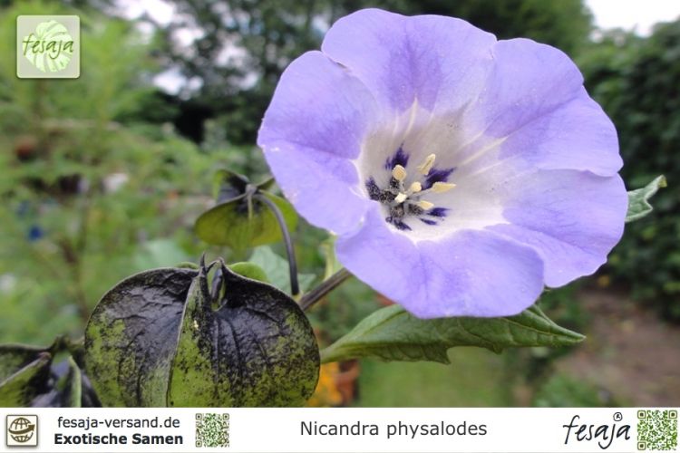 Peruanische blaue Lampionblume 50 Samen Giftbeere  Nicandra physaloides 