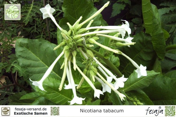 Nicotiana tabacum