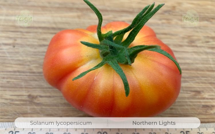Tomate Northern Lights