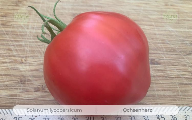 Tomate Ochsenherz