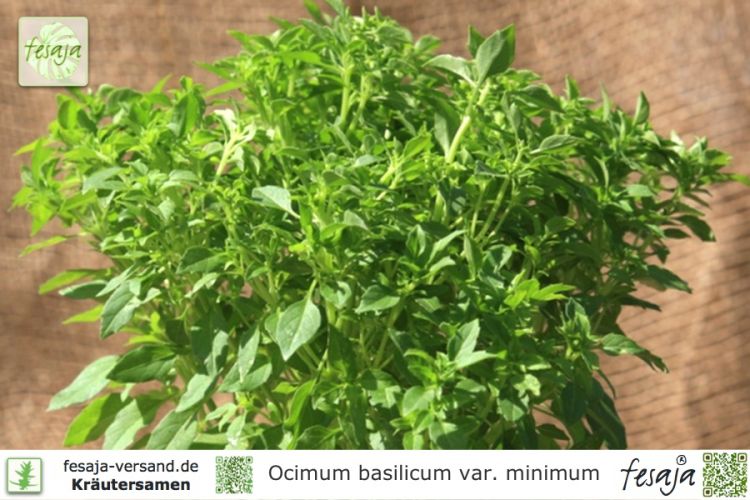 Ocimum basilicum minimum