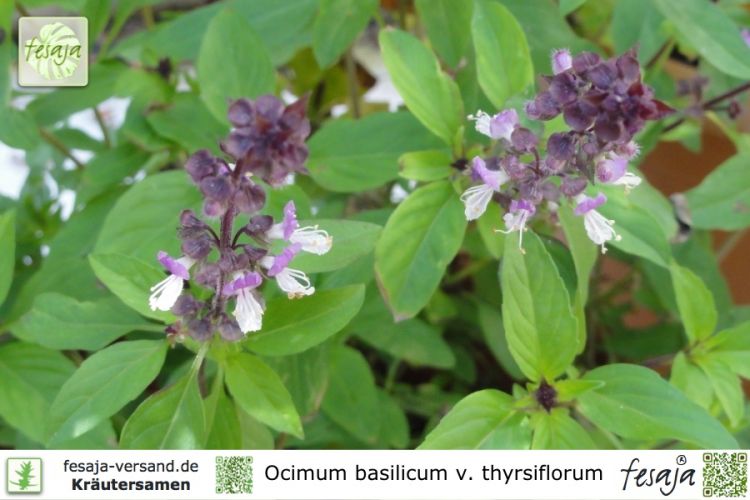 Ocimum basilicum thyrsiflorum