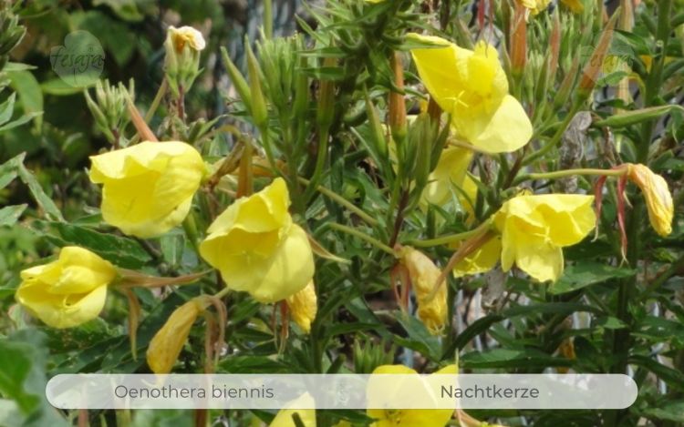 Nachtkerze, Oenothera biennis QR