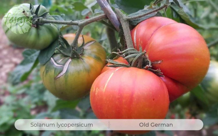 Tomate Old German