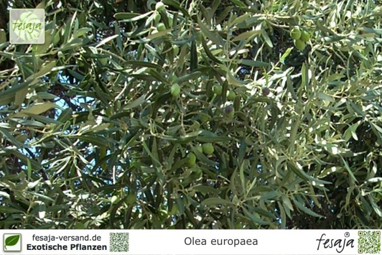 Olea europaea Pflanze