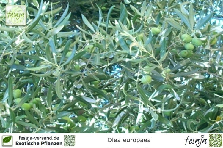 Olea europaea Pflanze