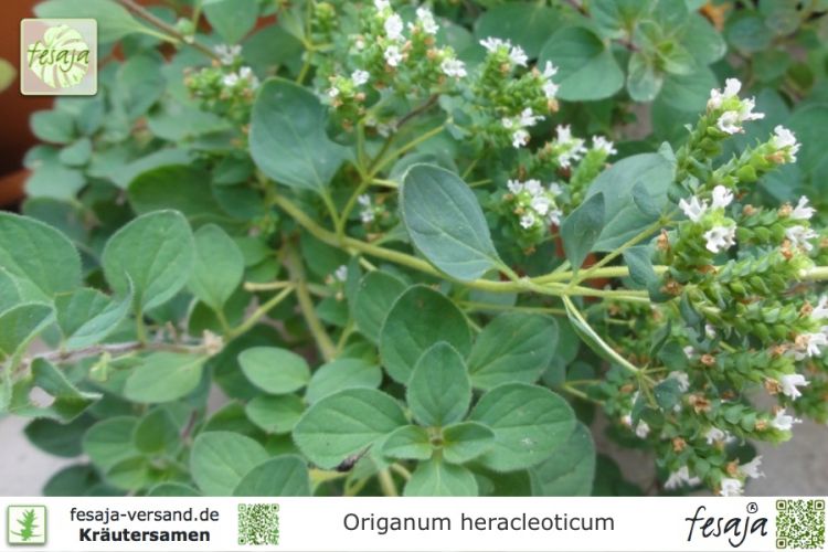 Origanum heracleoticum