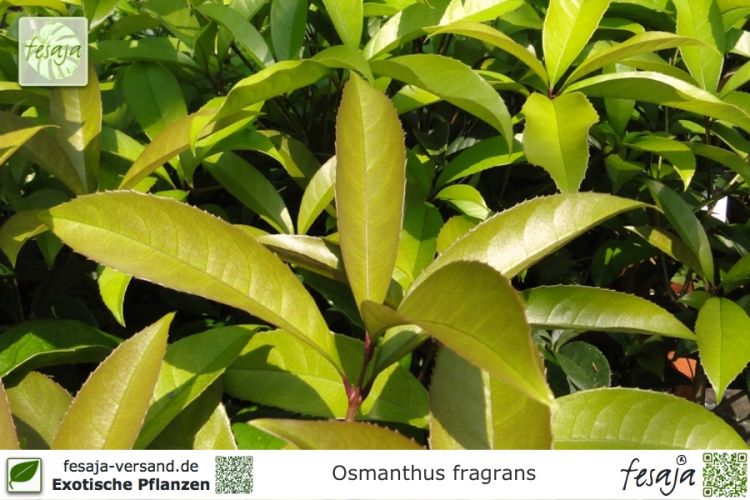 Osmanthus fragrans Pflanzen