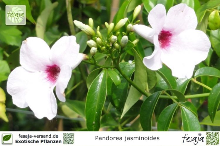 Pandorea jasminoides Pflanzen