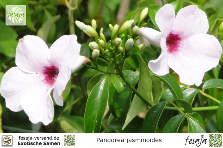 Pandorea jasminoides