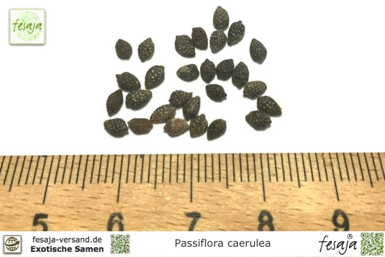 Passiflora caerulea Samen