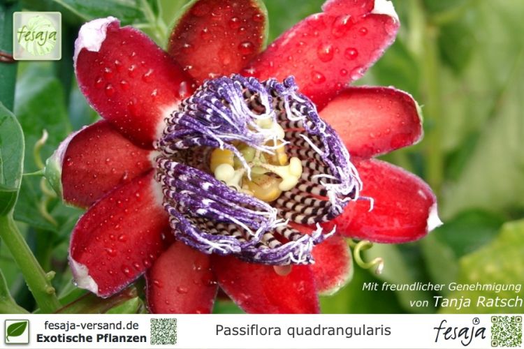 Passiflora quadrangularis Pflanzen