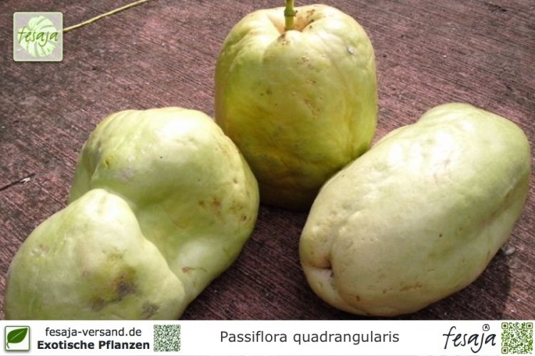 Passiflora quadrangularis Pflanzen