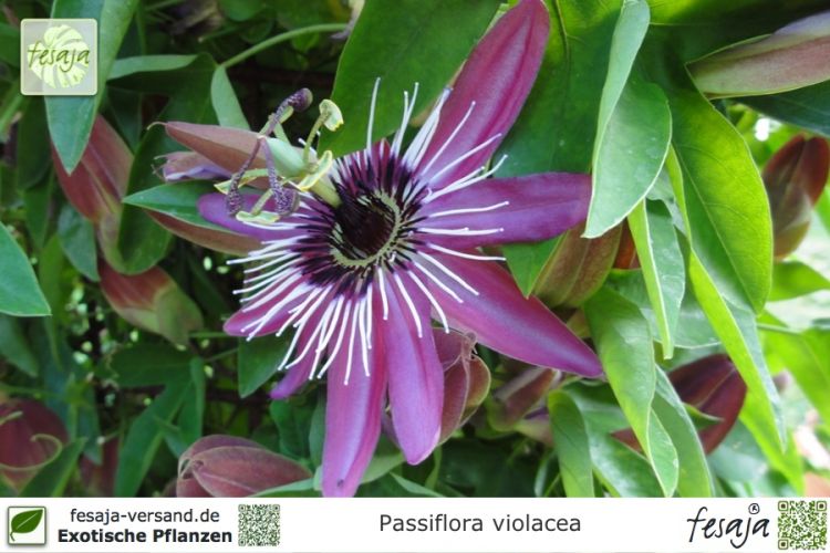 Passiflora violacea Pflanzen